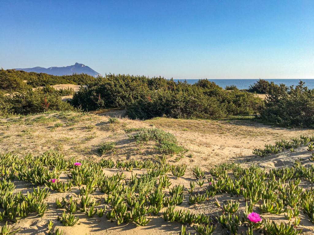 duna sabbiosa con vegetazione e monte Circeo sullo sfondo