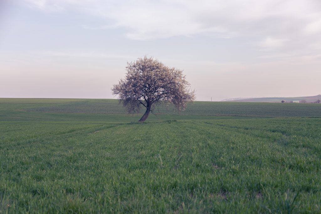 albero in una distesa d'erba verde